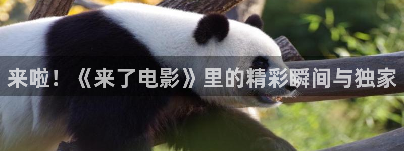 新视觉yy6080青苹果