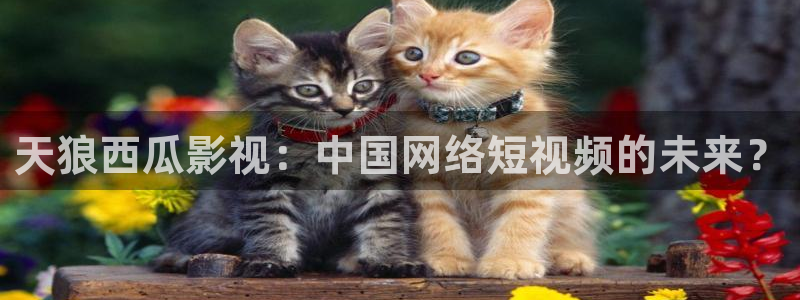 新视觉影视y6080