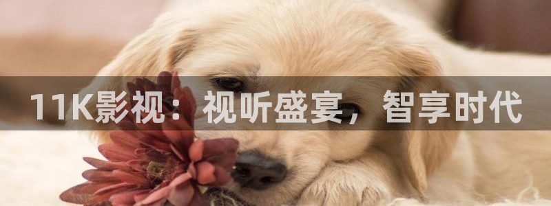 6080新视觉电影网站